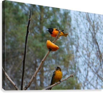 Oriole Pair Canvas Print