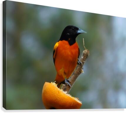 Bright Orange Canvas Print