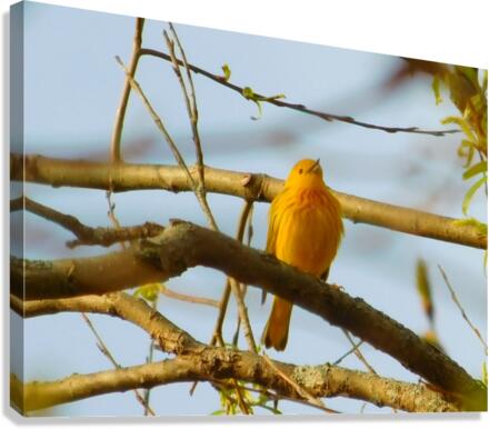 Mostly Yellow Canvas Print