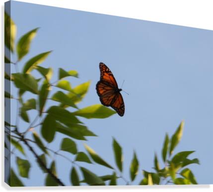 Floating Monarch  Canvas Print