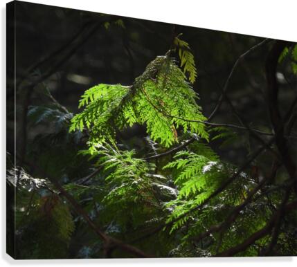 Cedars & Sunlight Canvas Print