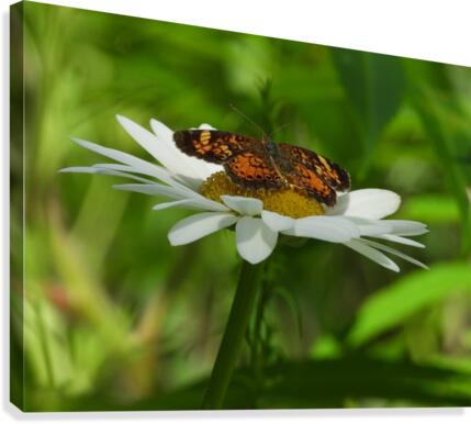 Pearl Crescent Canvas Print
