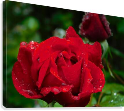 Love ❤️  Canvas Print