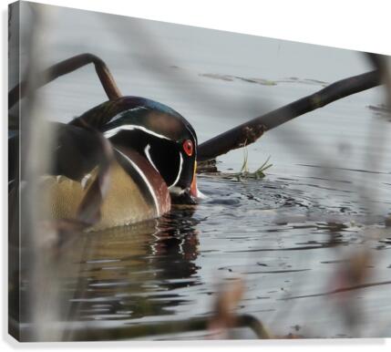 Dabbler Canvas Print