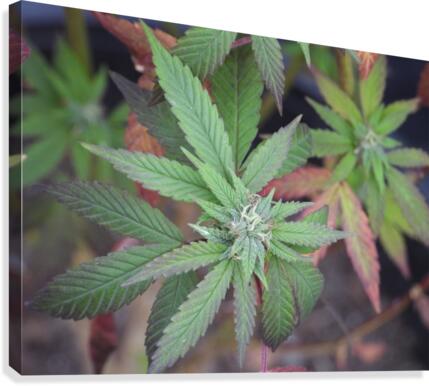 Lush Green Canvas Print