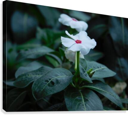 Trailing Vinca Canvas Print