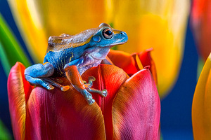Frog on Tulip 3