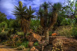 Amazing Desert Blooms 6