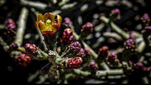 Cactus 1