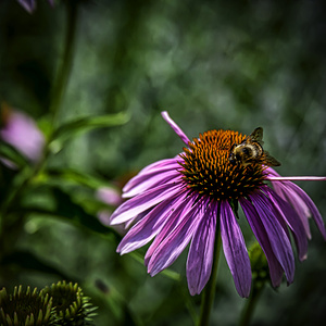 Flower 21