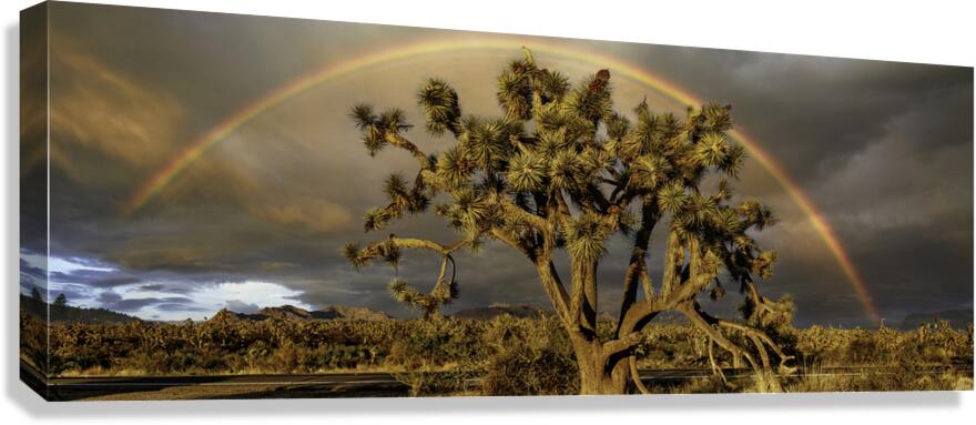 Joshua Tree Forest Canvas Print