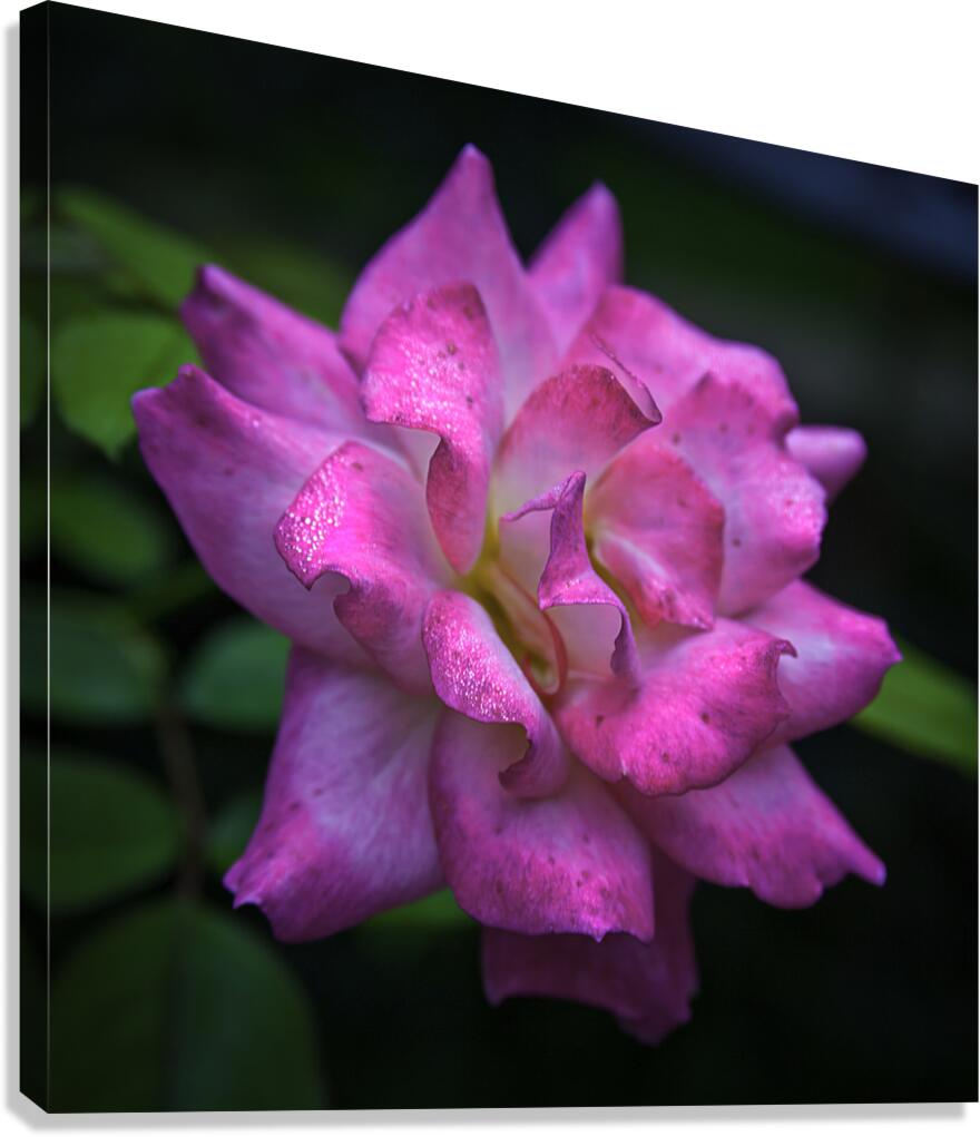 Flower 22 Canvas Print