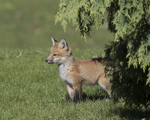 Fox Kit