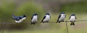 Tree Swallows
