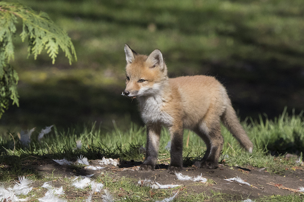 Fox and Feathers Print