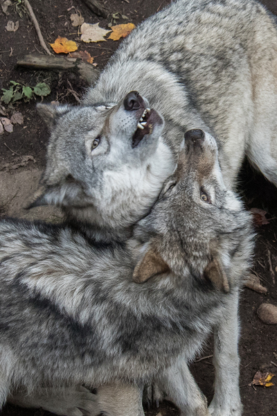 Wolves Print