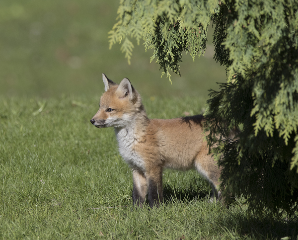 Fox Kit Print
