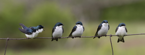 Tree Swallows Print