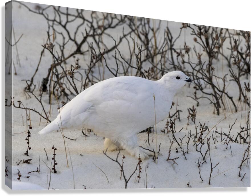 Ptarmigan Canvas Print