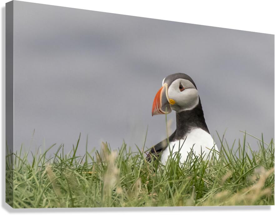 Puffin Canvas Print