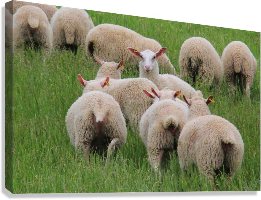 Sheep Canvas Print