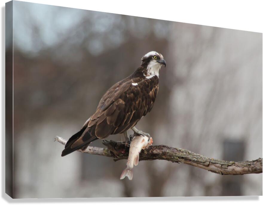 Osprey Canvas Print