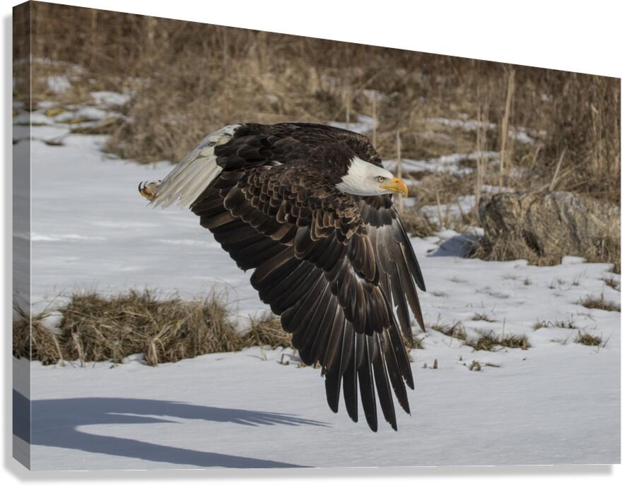Bald Eagle Canvas Print