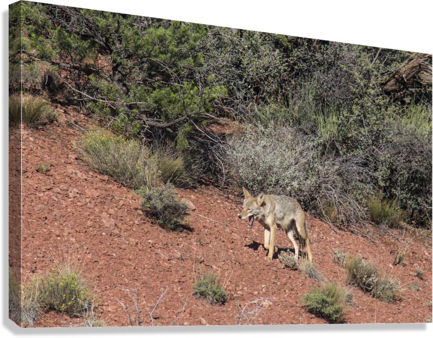 Coyote Canvas Print