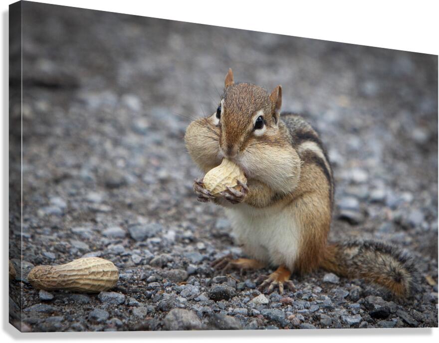 Chipmunk Canvas Print