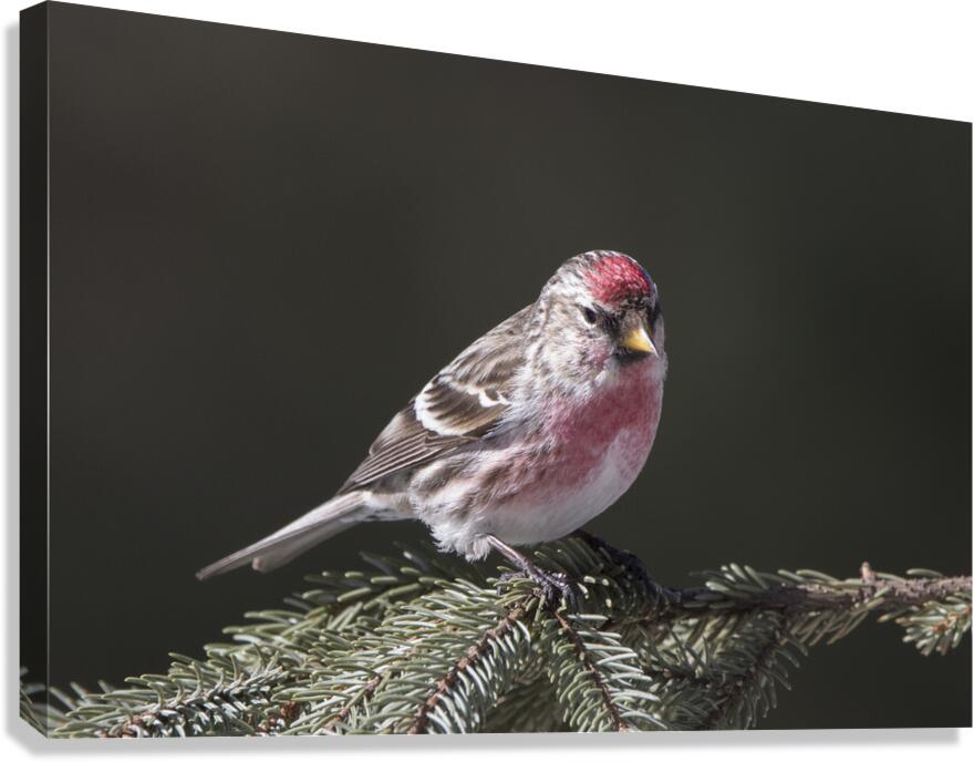 Redpoll on Pine Canvas Print