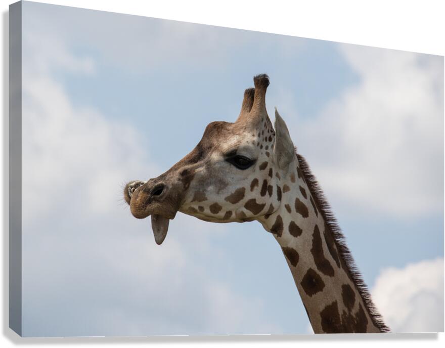 Giraffe Canvas Print