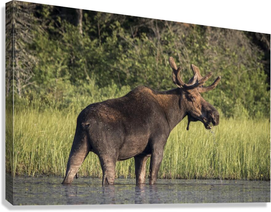 A Moose Canvas Print