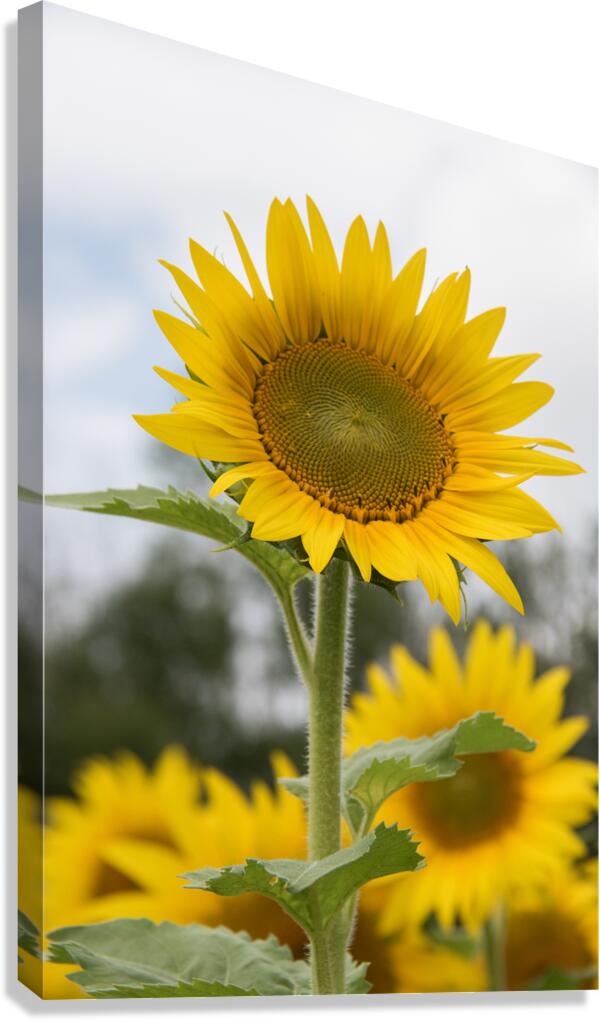 Sunflower Canvas Print
