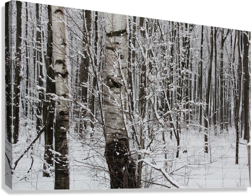 Winter Birches Canvas Print