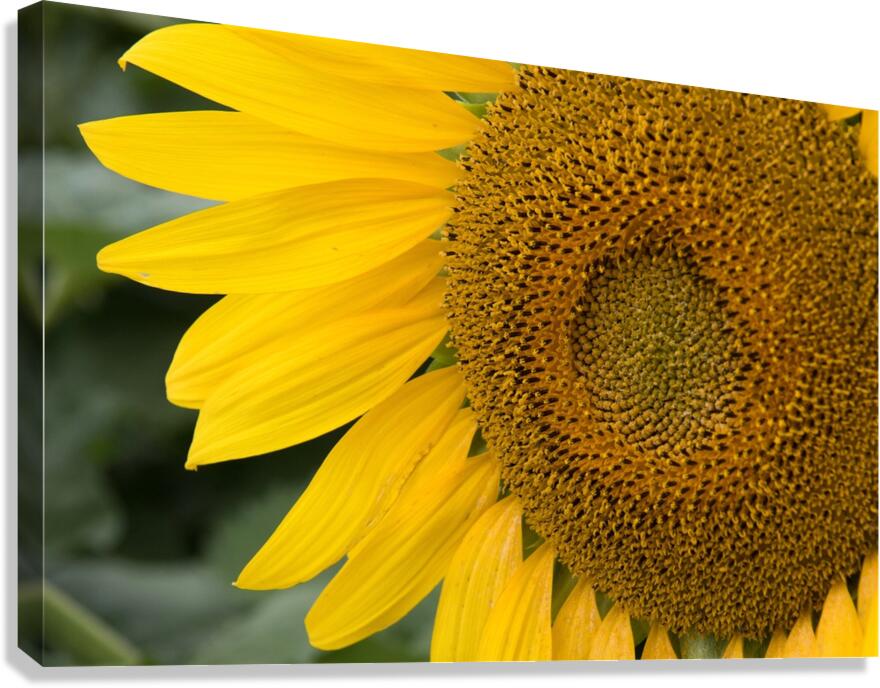 Sunflower Closeup Canvas Print