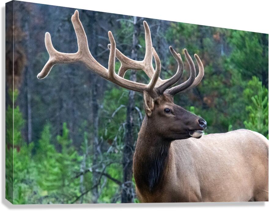 Elk Canvas Print