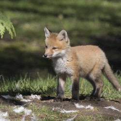 Fox and Feathers