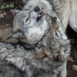 Wolves