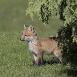 Fox Kit