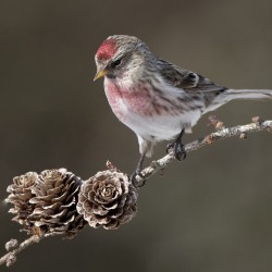 Redpoll