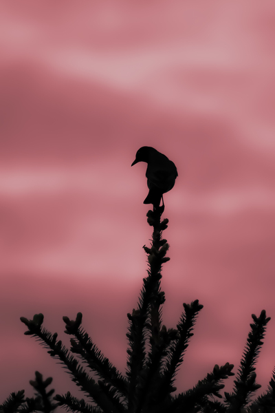 Pink Evening Print