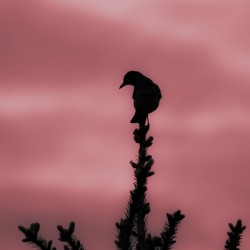Pink Evening