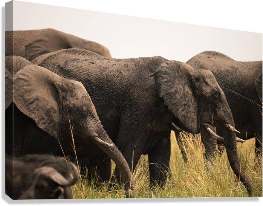 Elephants  1 Canvas Print