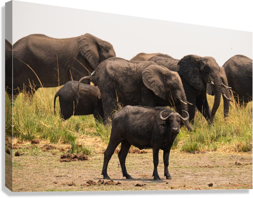 Elephants  2 Canvas Print