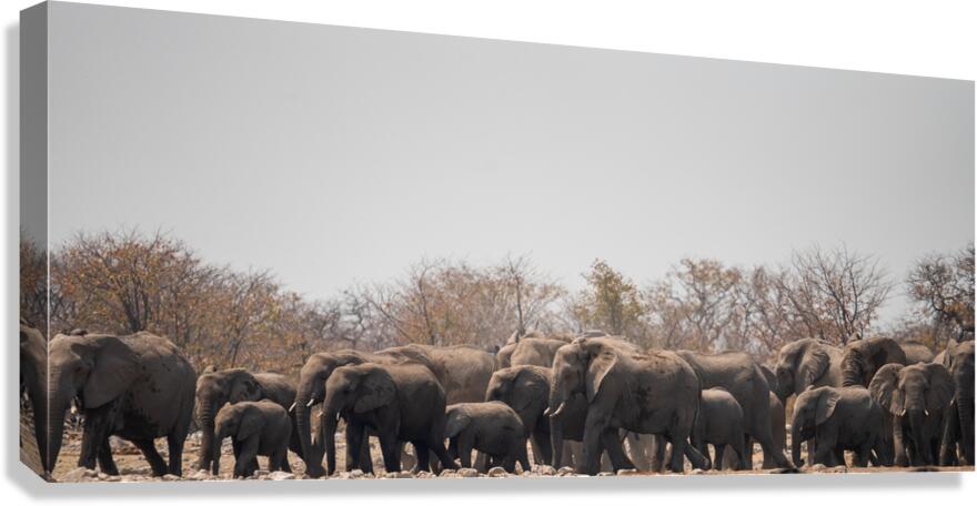 Elephants  4 Canvas Print