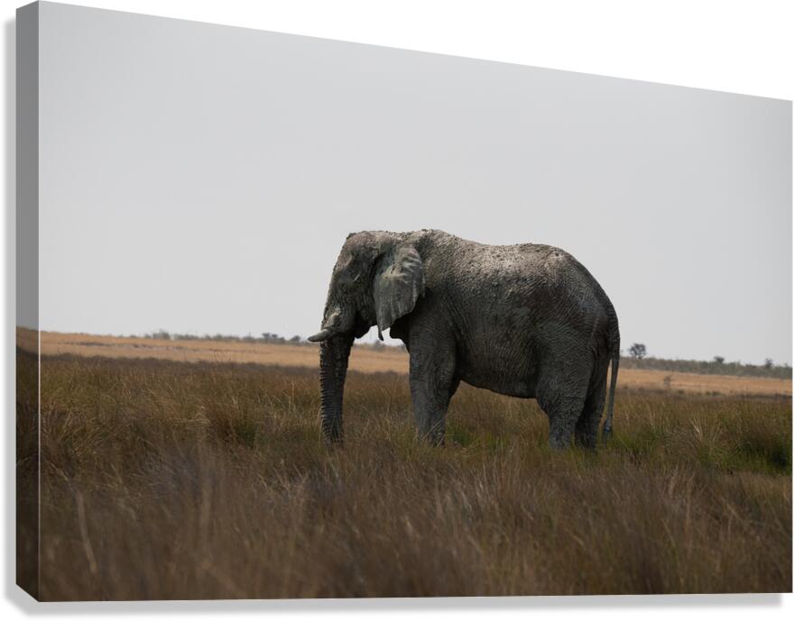 Elephants  5 Canvas Print