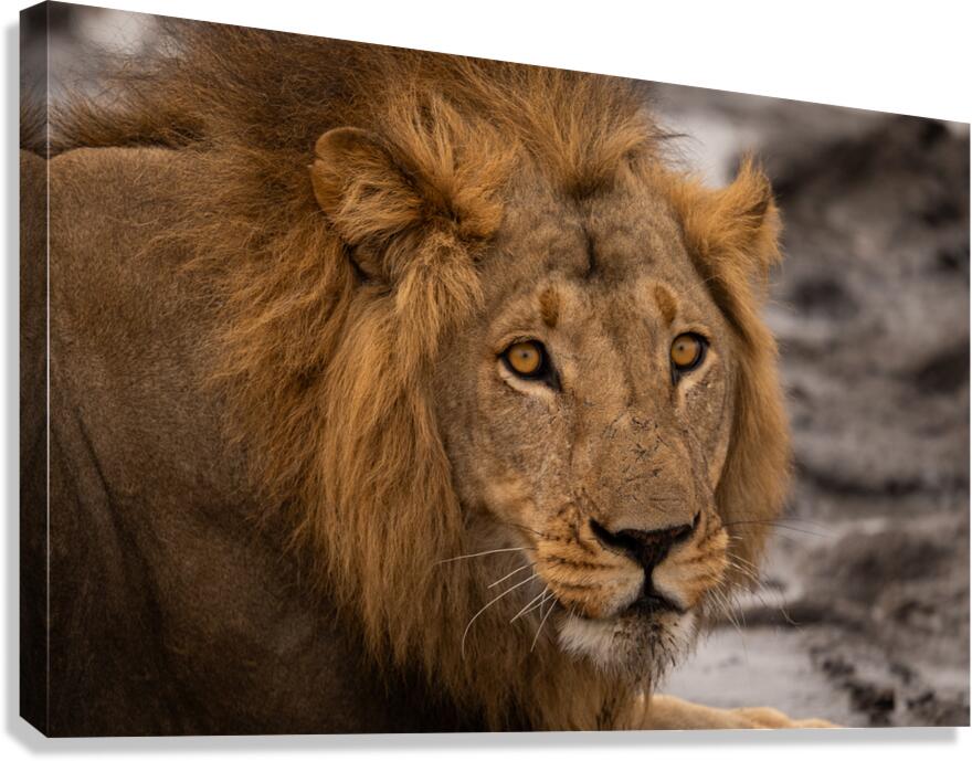 Lions 1 Canvas Print