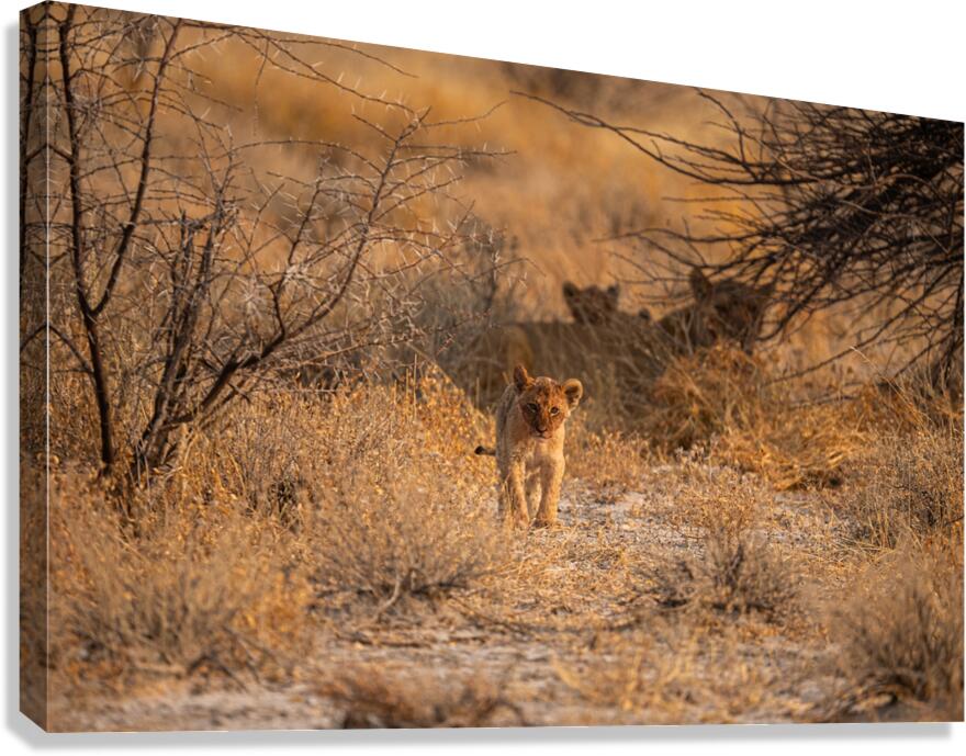 Lions 2 Canvas Print