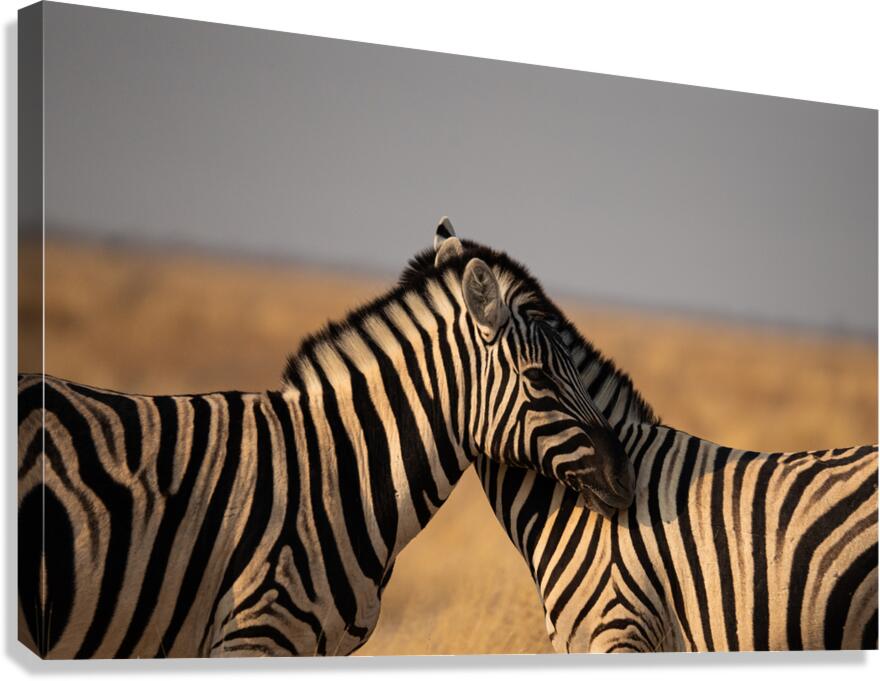 Zebras 1 Canvas Print