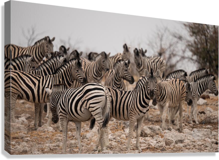 Zebras 2 Canvas Print